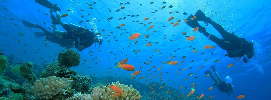 Vista subacquea sopra la barriera corallina nel Mar Rosso, acque cristalline e vibranti colori marini
