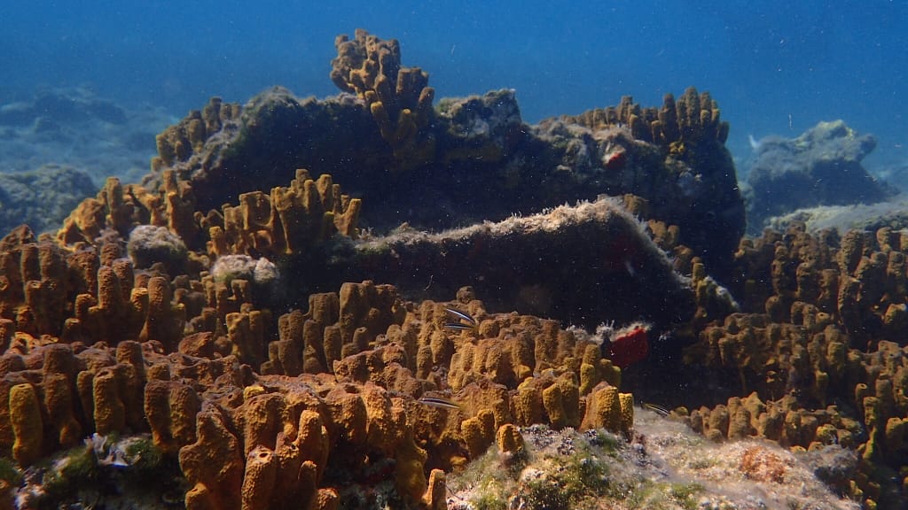 mmersione in un fondale marino del Mediterraneo, caratterizzato da formazioni coralline che ospitano una ricca varietà di vita marina. Le acque cristalline permettono di osservare da vicino le intricate strutture coralline, offrendo un'esperienza subacquea affascinante e unica. Un ambiente ideale per esplorare la biodiversità del mare.