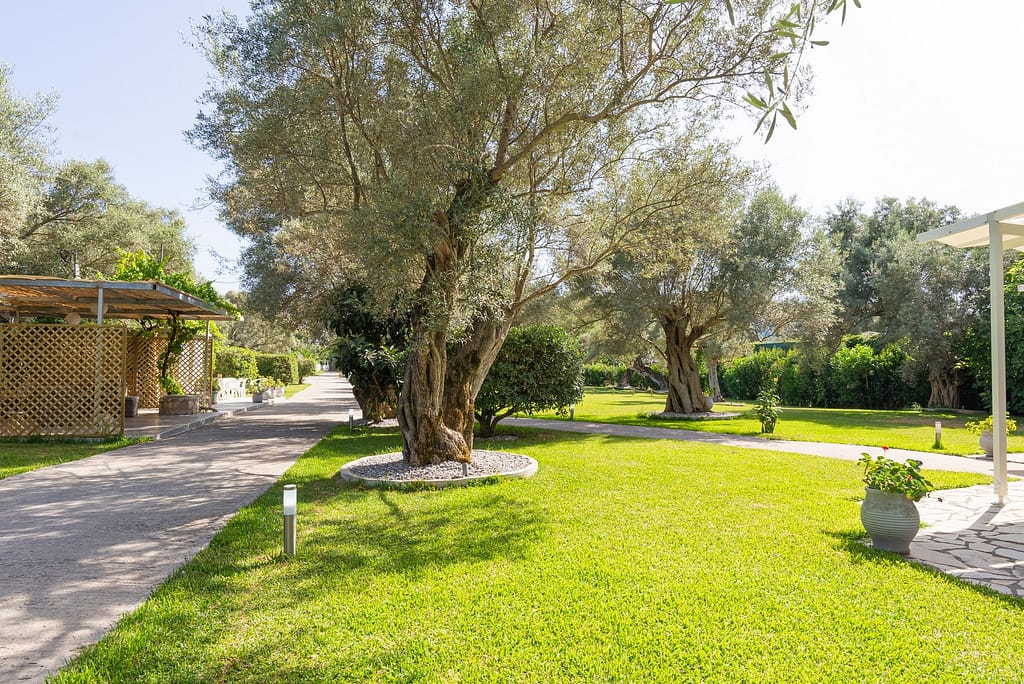 Vista del giardino di Niki Apts, con ulivi secolari e un paesaggio verde e curato, ad Agios Ioannis, Lefkada.