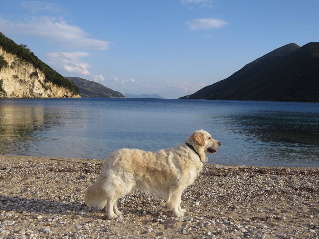 In Vacanza con il tuo amico a 4 zampe. Golden Retriever sulla spiaggia di Dessimi, ideale per una vacanza con il tuo cane.