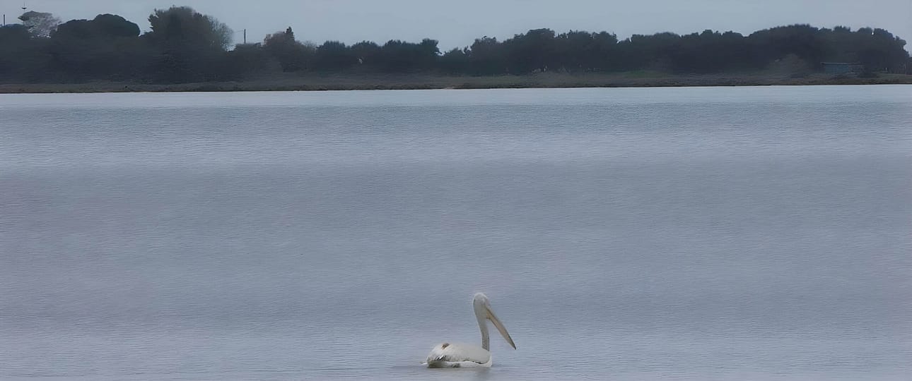 Pellicano che pesca in solitudine nella laguna di Lefkada, lontano dalla riva, circondato da acque calme e un'atmosfera serena.