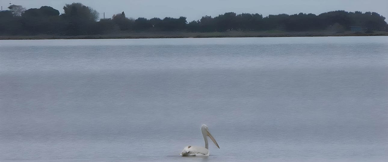 Pellicano che pesca in solitudine nella laguna di Lefkada, lontano dalla riva, circondato da acque calme e un'atmosfera serena.