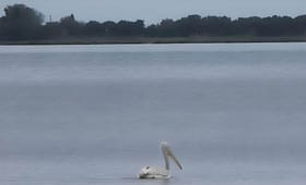 Pellicano che pesca in solitudine nella laguna di Lefkada, lontano dalla riva, circondato da acque calme e un'atmosfera serena.