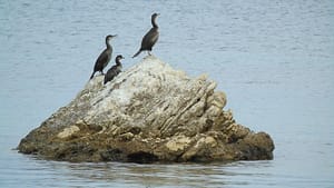 Cormorani sulla roccia affiorante vicino al molo, osservano i subacquei durante le immersioni organizzate dal Lefkas Diving Center, un paesaggio sereno.