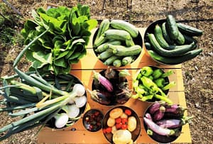 Gli ingredienti che costituiscono materia di studio nei corsi di cucina Greca tradizionale e che avrete la fortuna di apprezzare se vi iscriverete alle attività della Micro Farm di Lefkada