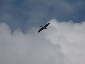 Agios Ioannis transito di un Pellicano. La laguna è il paradiso dei birdwatcher