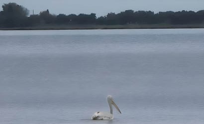 Pellicano che pesca in solitudine nella laguna di Lefkada, lontano dalla riva, circondato da acque calme e un'atmosfera serena.