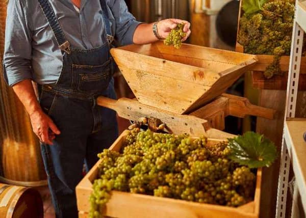 Viticoltore dell'azienda Lefkaditiki Gi che mostra un antico torchio in legno per la spremitura dell'uva, durante un tour enogastronomico a Lefkada
