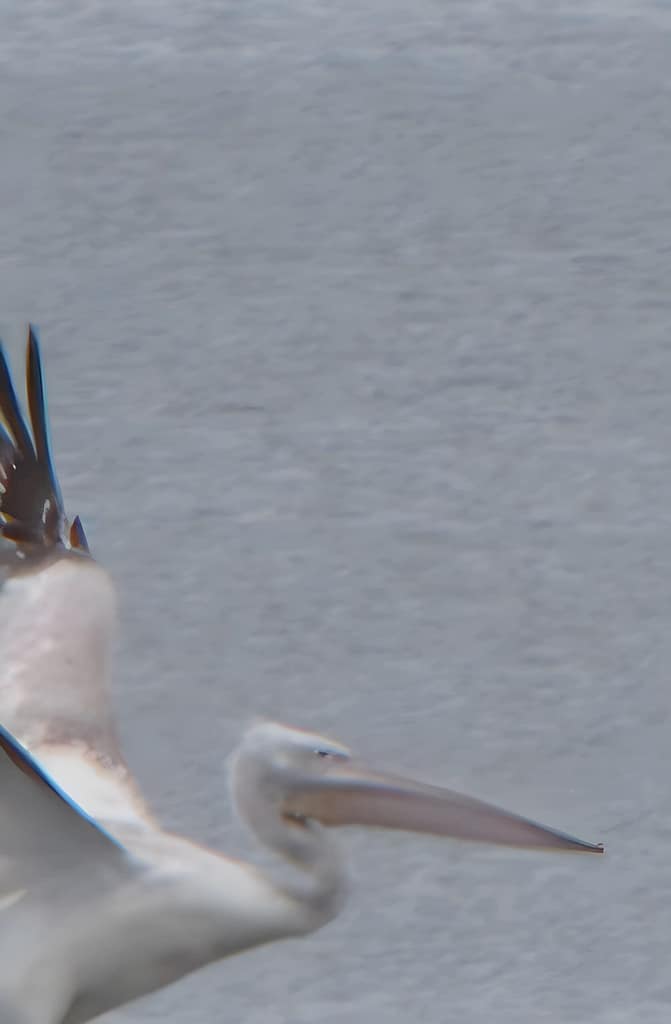 Pellicano che spicca il volo, simbolo di libertà e speranza