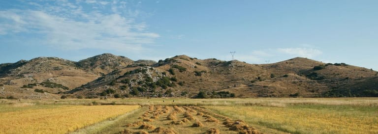 Un campo sull'altopiano di Egluovi, dove la paziente opera di taglio ed essiccatura dell'erba prende forma in piccoli mucchi perfettamente allineati sotto il sole.