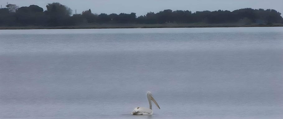 Un pellicano solitario che riposa nella baia di Lefkada, catturato in una scena virata su tonalità grigie e avvicinata con lo zoom.