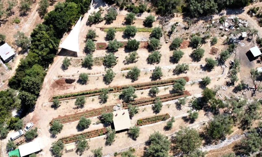 Vista ortogonale della terrazzatura coltivata a uliveto presso la Micro Farm di Rachi, immersa nella campagna di Nidri.